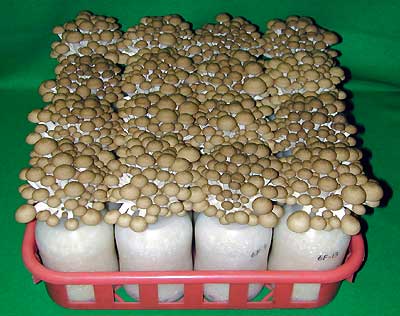 Click xem ảnh lớn