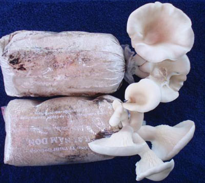 Click xem ảnh lớn