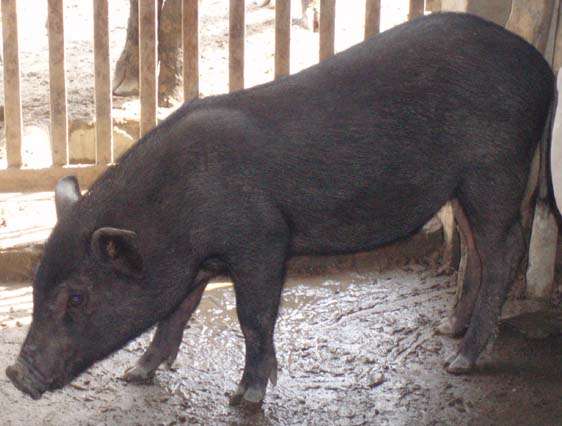 Click xem ảnh lớn