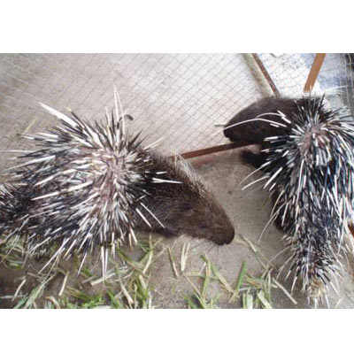 Click xem ảnh lớn